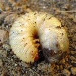 Oziorrinco (larva)