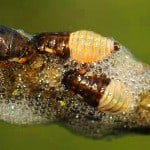 Cicala sputacchina