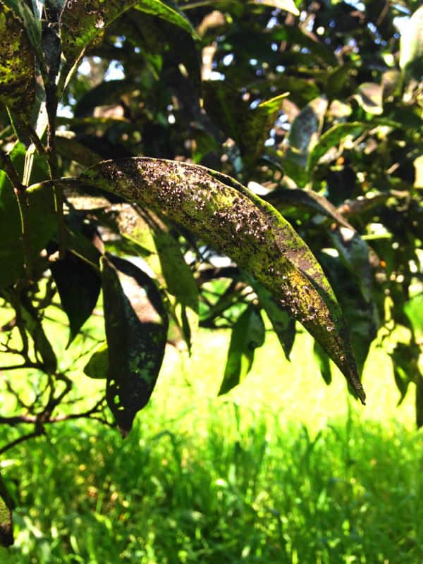 cocciniglia degli agrumi
