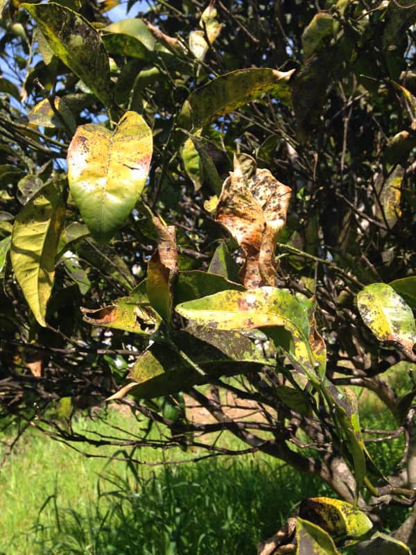 cocciniglia degli agrumi