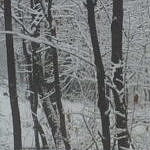 Neve nel bosco - La Praglia